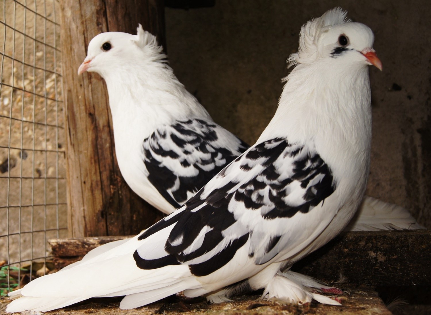 Крымские голуби высоколетные